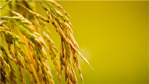 語(yǔ)音識(shí)別助力農(nóng)業(yè)大數(shù)據(jù)高效采集